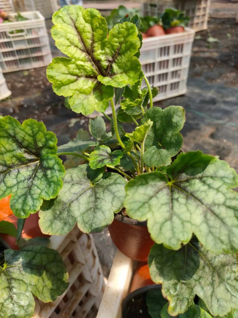 多色矾根新上市，矾根工程苗，矾根现货大量供应