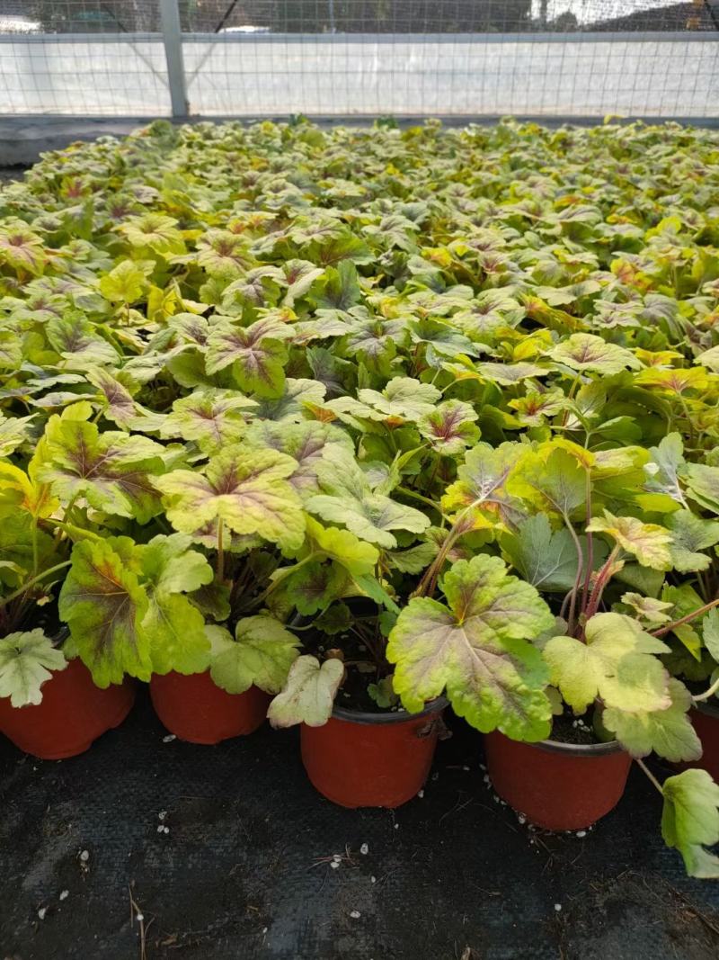 多色矾根新上市，矾根工程苗，矾根现货大量供应