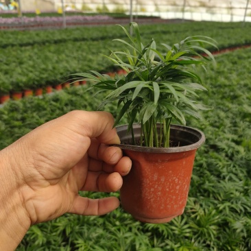 袖珍椰子，矮化椰子，小椰子基地专业种植大量现货供应