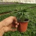 袖珍椰子，矮化椰子，小椰子基地专业种植大量现货供应