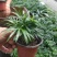 袖珍椰子，矮化椰子，小椰子基地专业种植大量现货供应