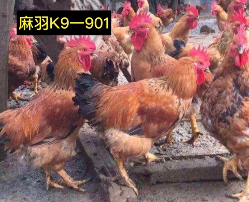 快大鸡苗，️️质量保障，店有〈诚信企业〉证书，901鸡苗