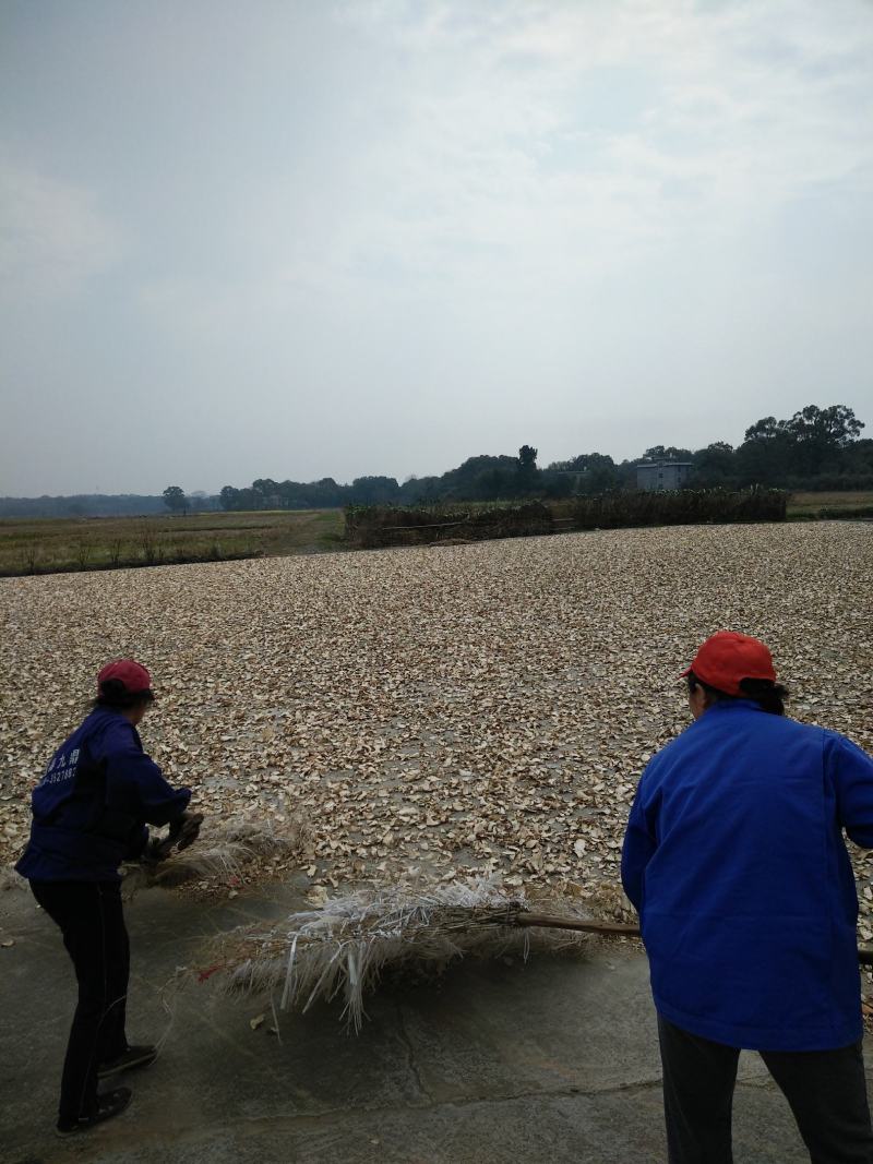 绵萆薢片产地价格一手货源全国包邮纯白烘干货