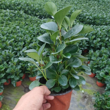 碧玉双色盆组盆苗，碧玉扦插苗，碧玉专业种植大量供应