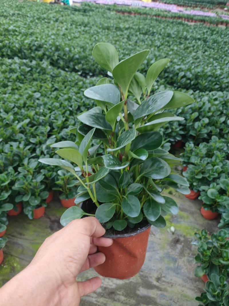 碧玉双色盆组盆苗，碧玉扦插苗，碧玉专业种植大量供应