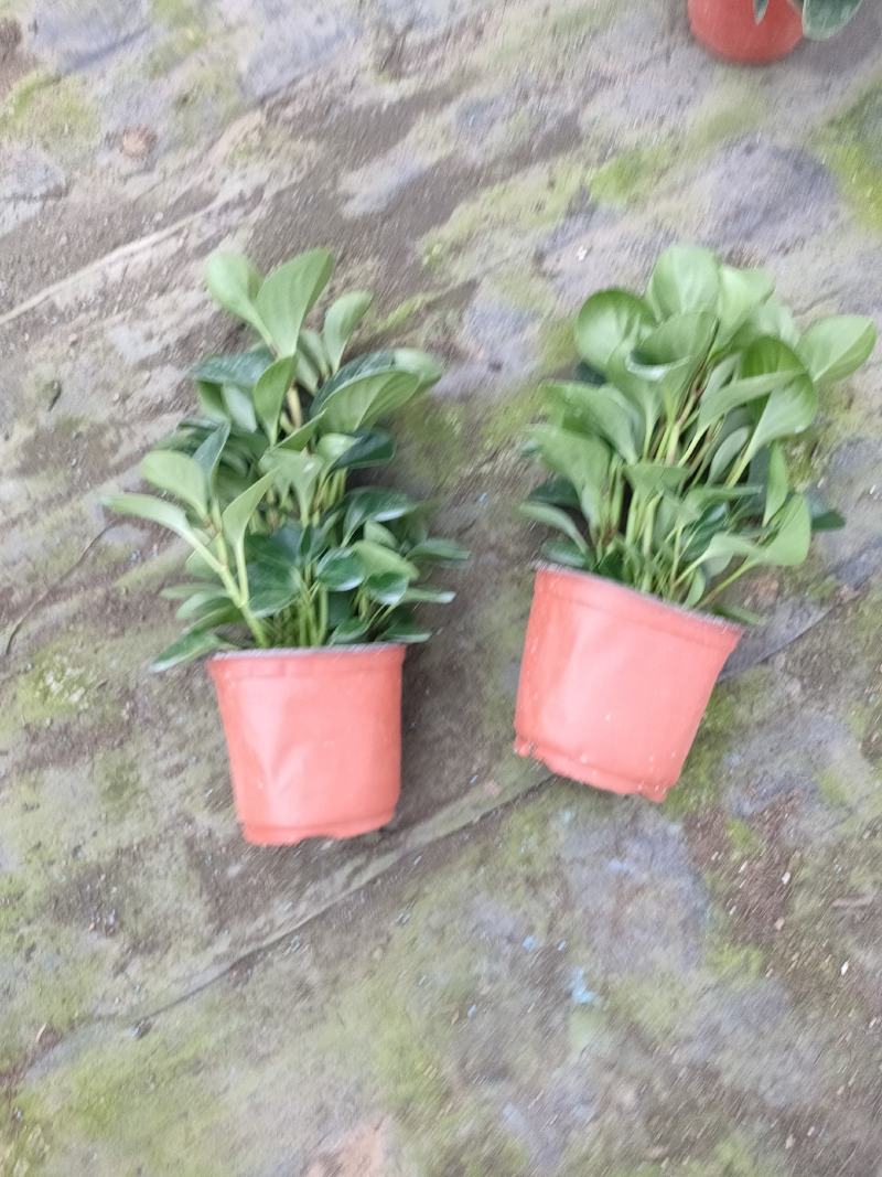 碧玉双色盆组盆苗，碧玉扦插苗，碧玉专业种植大量供应