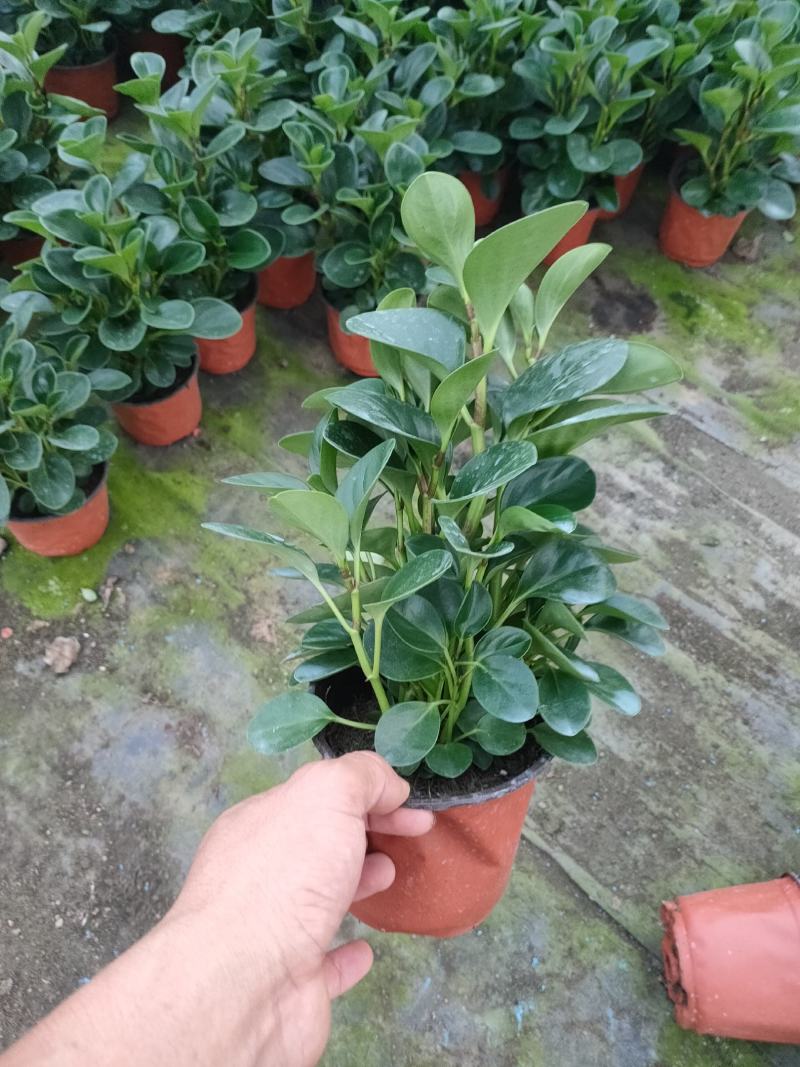 碧玉双色盆组盆苗，碧玉扦插苗，碧玉专业种植大量供应