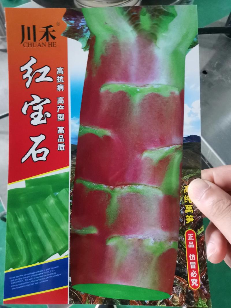 【优选】红尖叶三青莴笋种子，耐寒尖叶，肉绿粗壮欢迎选购