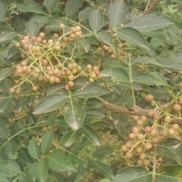 沂蒙山花椒