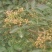 沂蒙山花椒