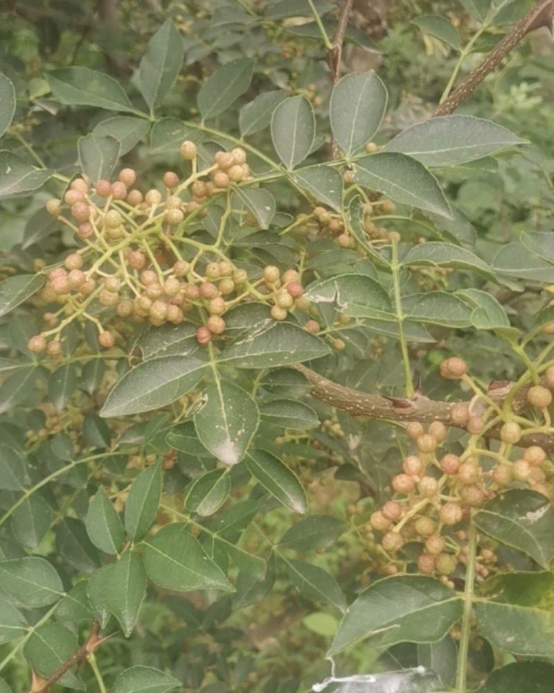 沂蒙山花椒