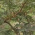 沂蒙山花椒