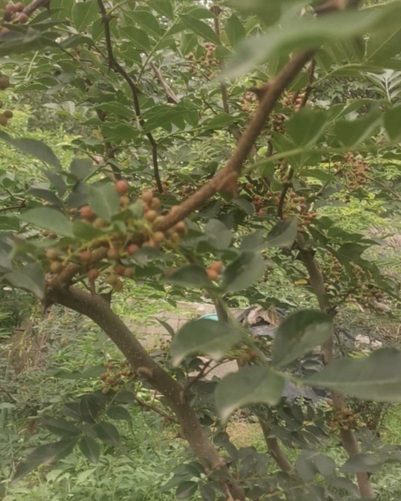 沂蒙山花椒