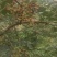 沂蒙山花椒