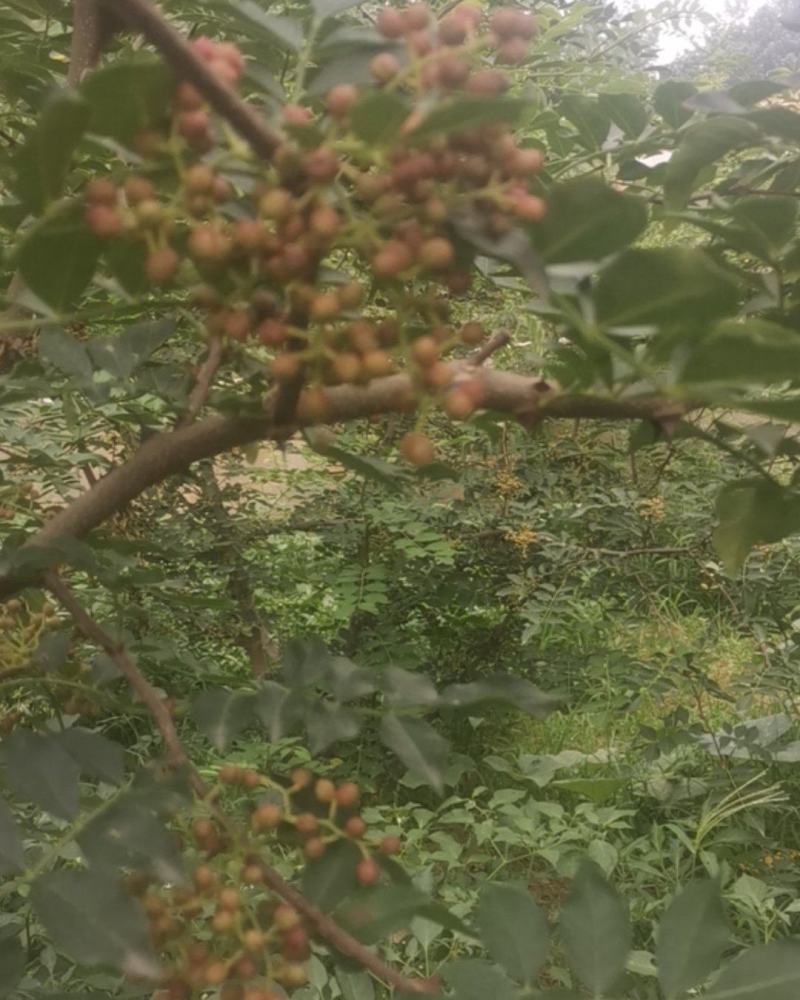 沂蒙山花椒