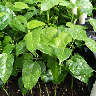 澳洲火焰木苗火焰木种苗庭院园林绿化观花树苗