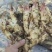 【热卖】鲜姜产地批发窖口出租山东精品生姜产地直销量大质优