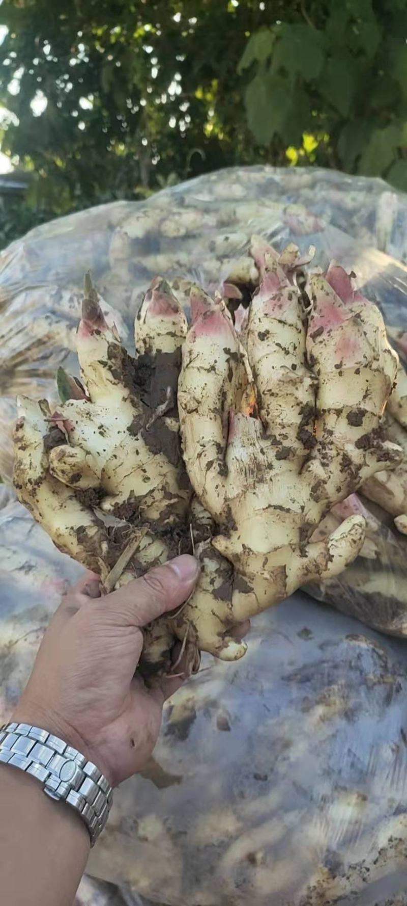 【热卖】鲜姜产地批发窖口出租山东精品生姜产地直销量大质优