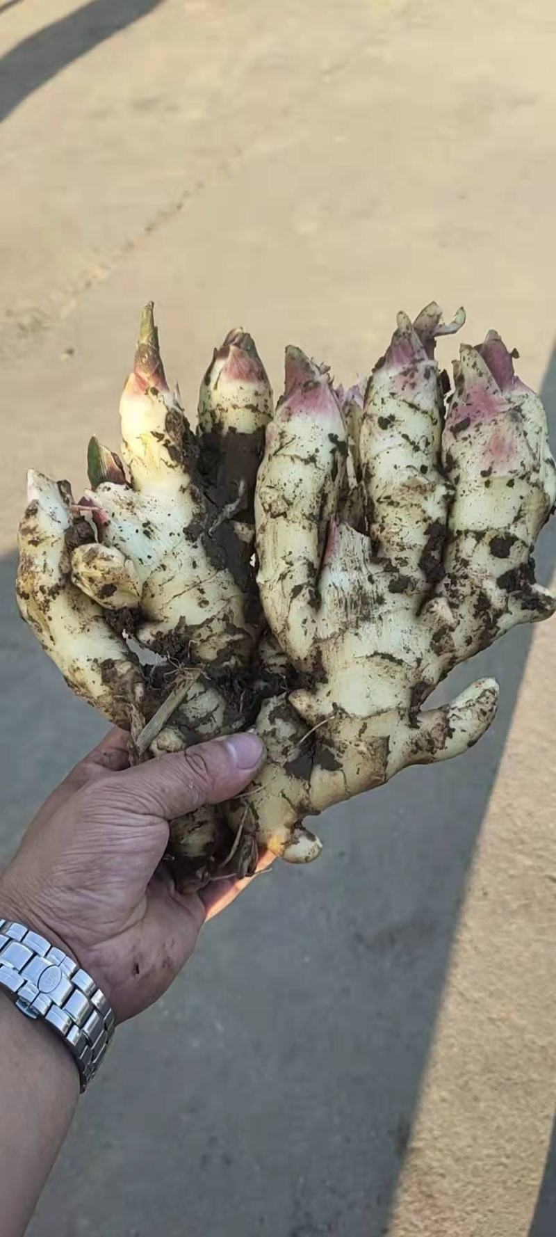 【热卖】鲜姜产地批发窖口出租山东精品生姜产地直销量大质优