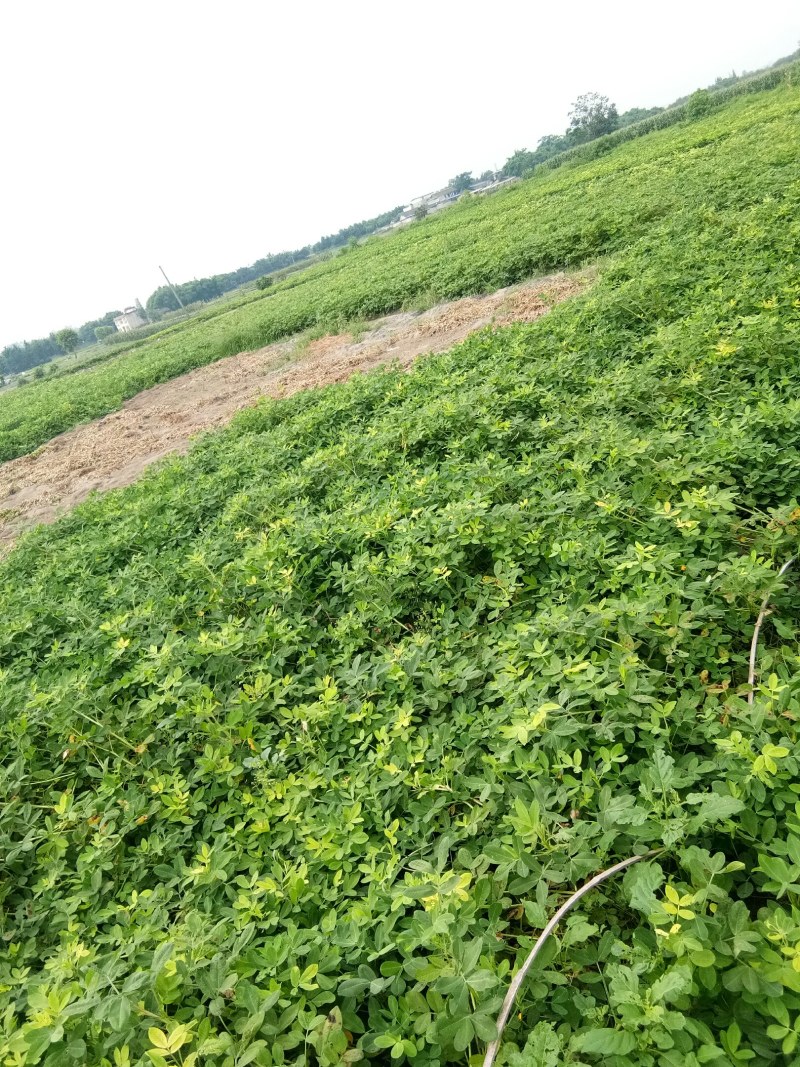 花生（新鲜白米花生现货供应）