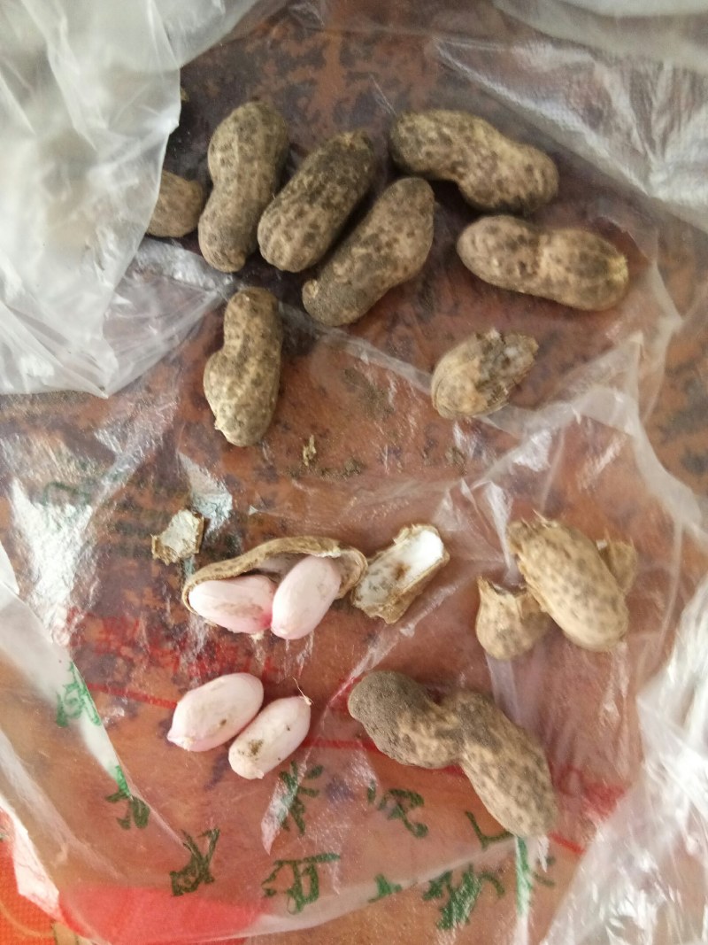 花生（新鲜白米花生现货供应）