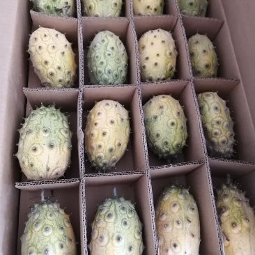 火参果刺角瓜奇特水果无糖水果