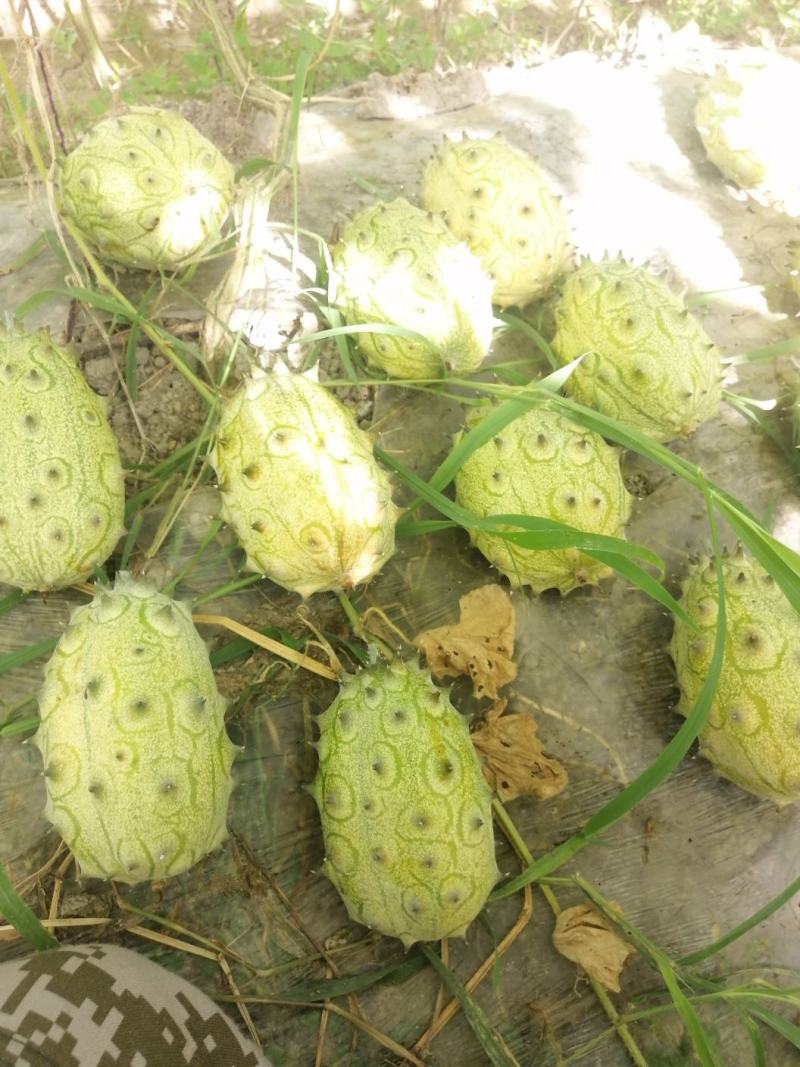 火参果刺角瓜奇特水果无糖水果