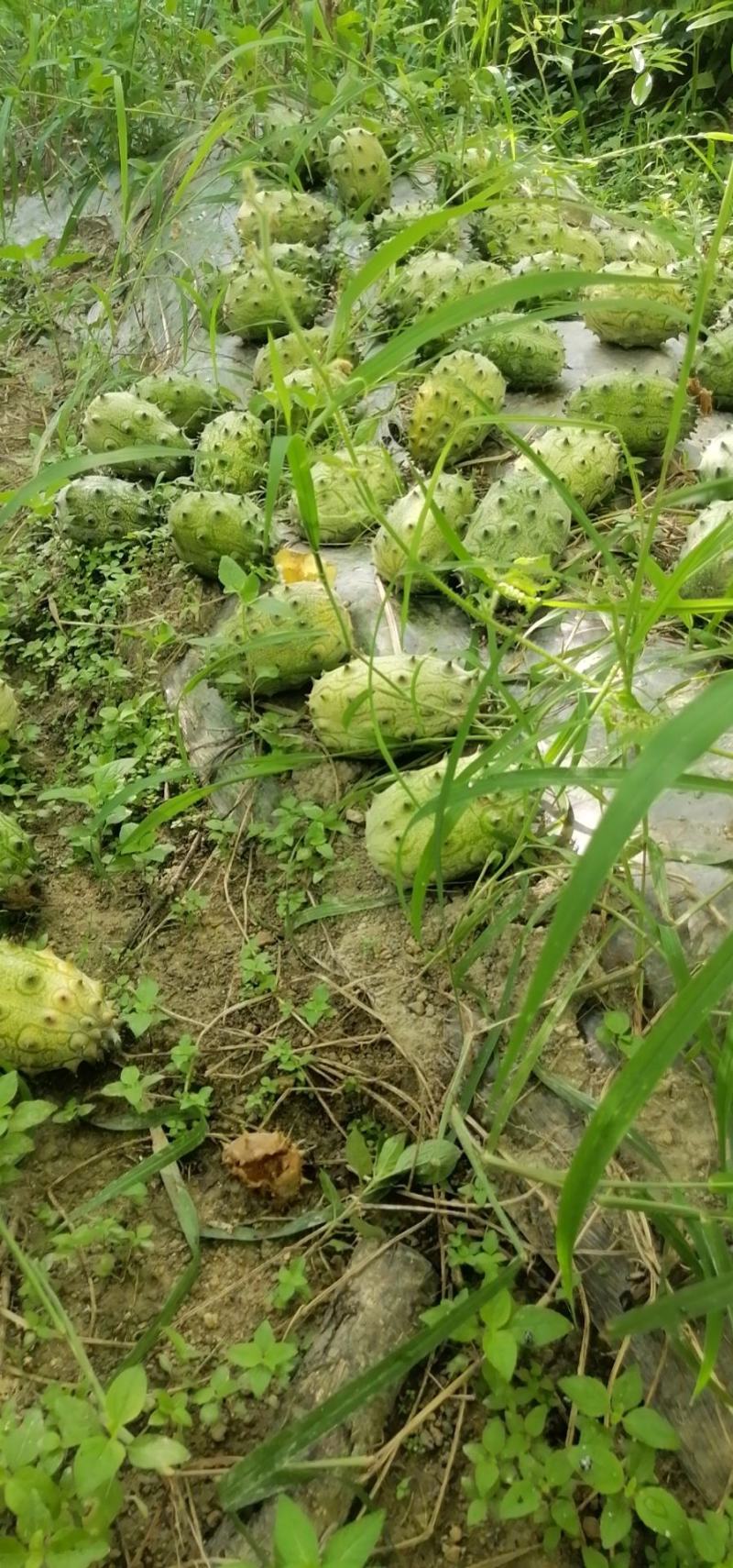 火参果刺角瓜奇特水果无糖水果
