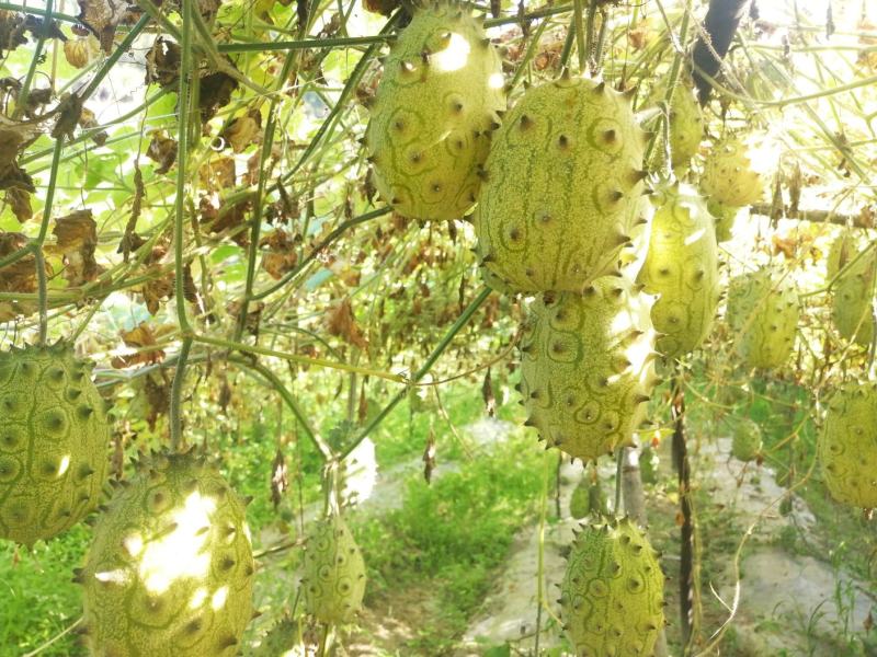 火参果刺角瓜奇特水果无糖水果