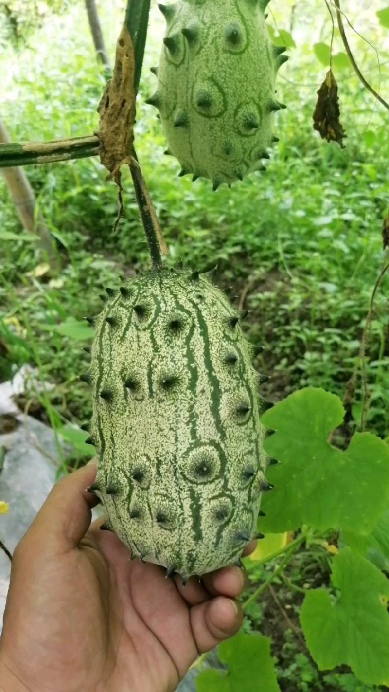 火参果刺角瓜奇特水果无糖水果
