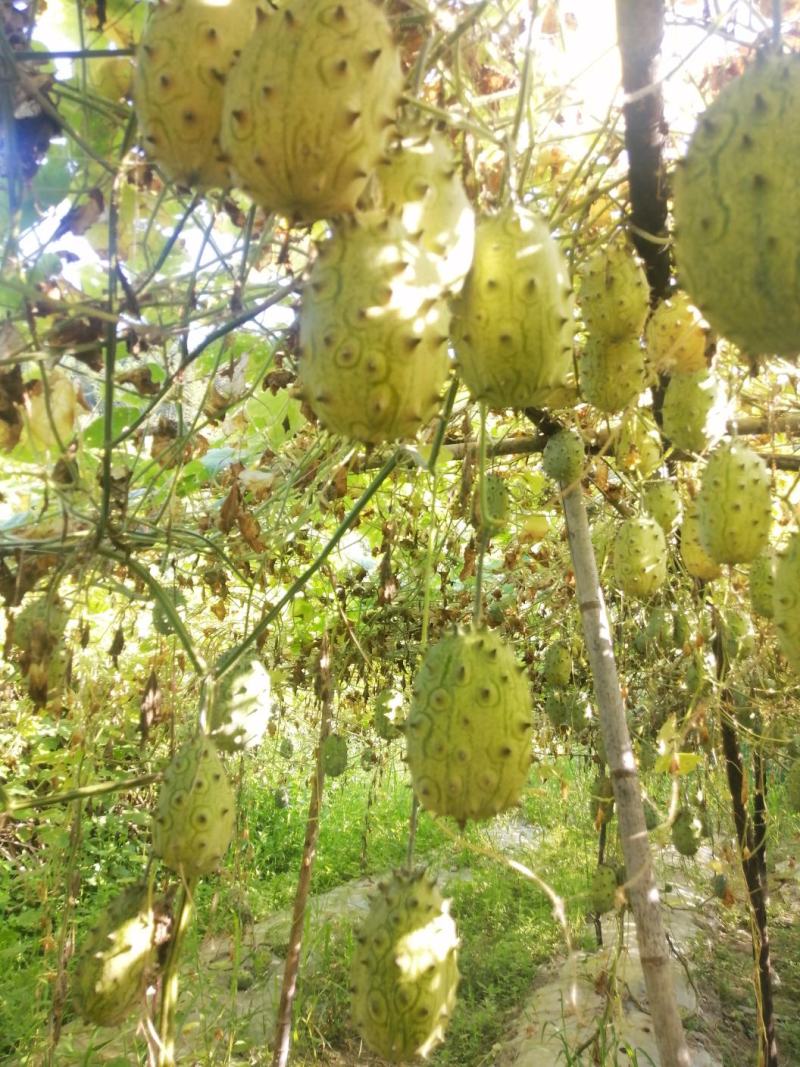 火参果刺角瓜奇特水果无糖水果