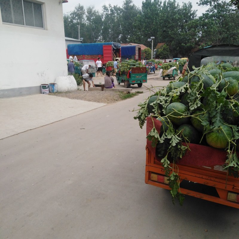 山东西瓜大量供应龙卷风西瓜