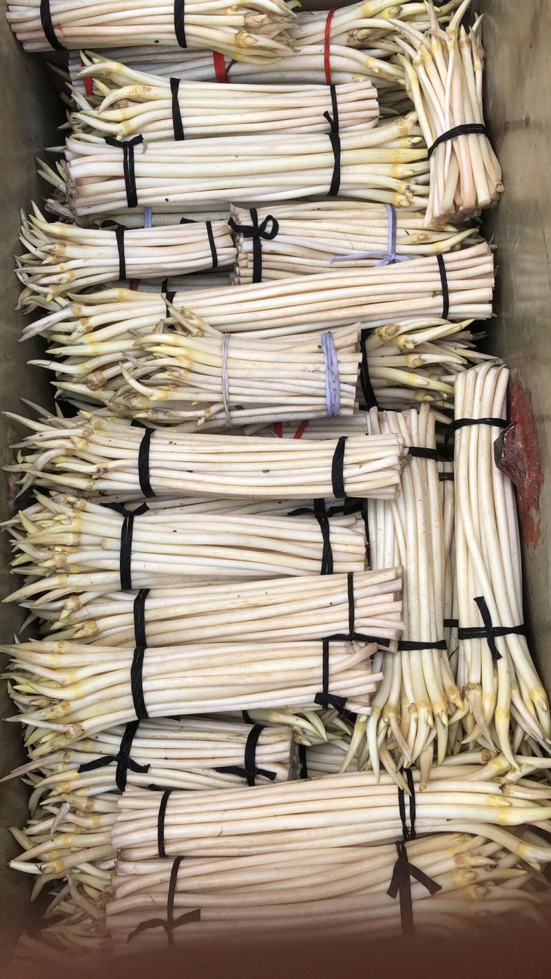 藕带旺季，莲蓬大量上市