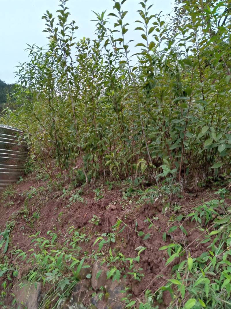 蜂糖李树苗，正宗蜂糖李，早熟品种，端午节成熟，晚熟七份。