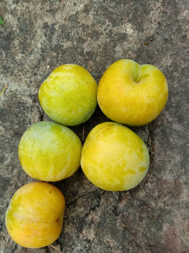 蜂糖李树苗，正宗蜂糖李，早熟品种，端午节成熟，晚熟七份。