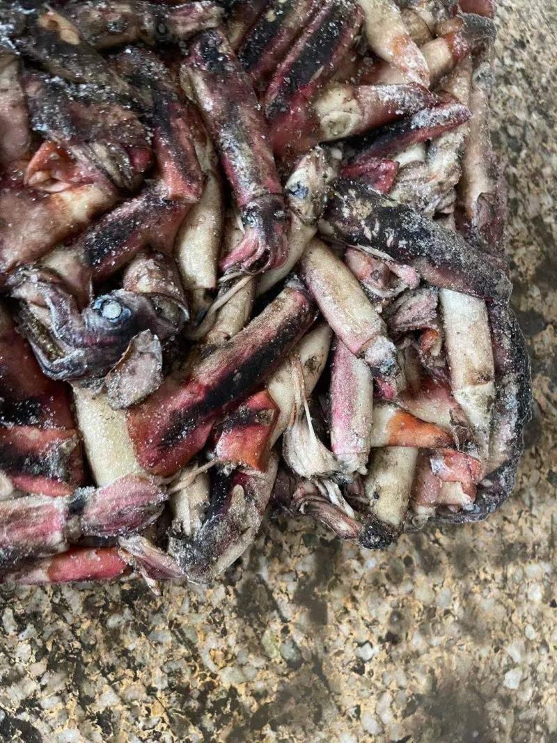 海南小鱿鱼60-100克今年的新货质量没的说