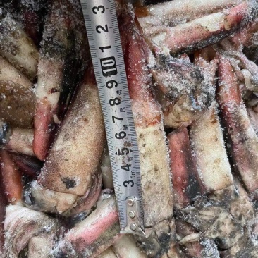 海南小鱿鱼60-100克今年的新货质量没的说