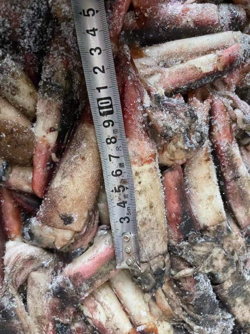 海南小鱿鱼60-100克今年的新货质量没的说