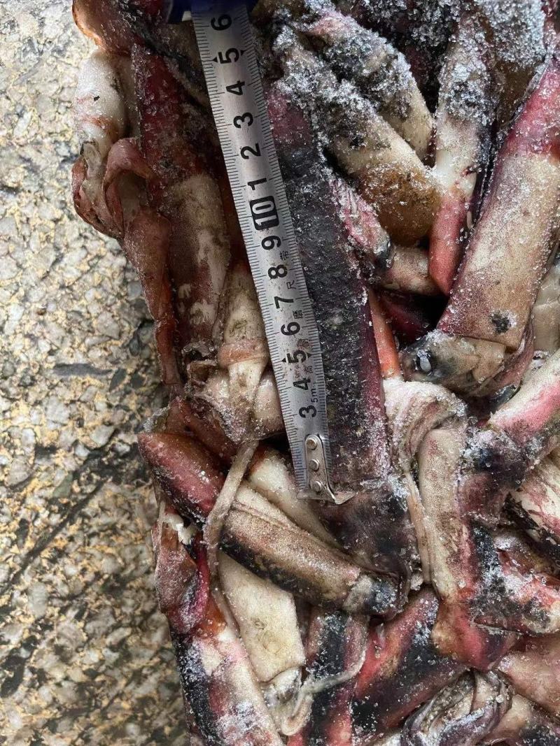 海南小鱿鱼60-100克今年的新货质量没的说