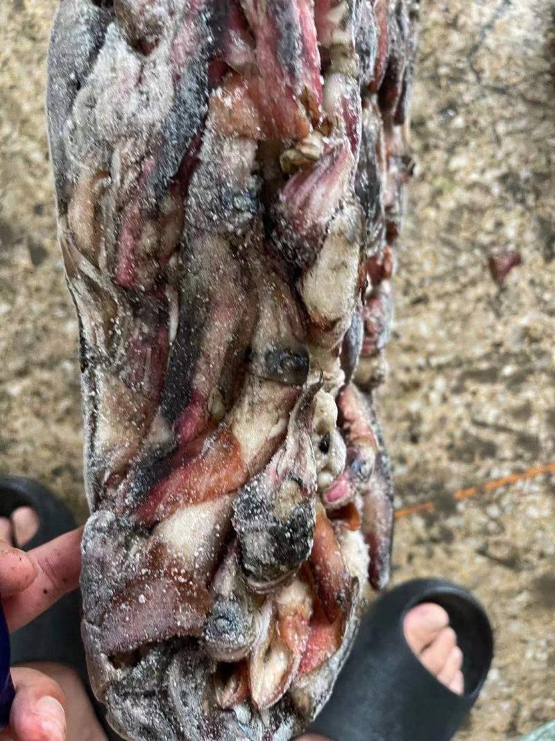 海南小鱿鱼60-100克今年的新货质量没的说