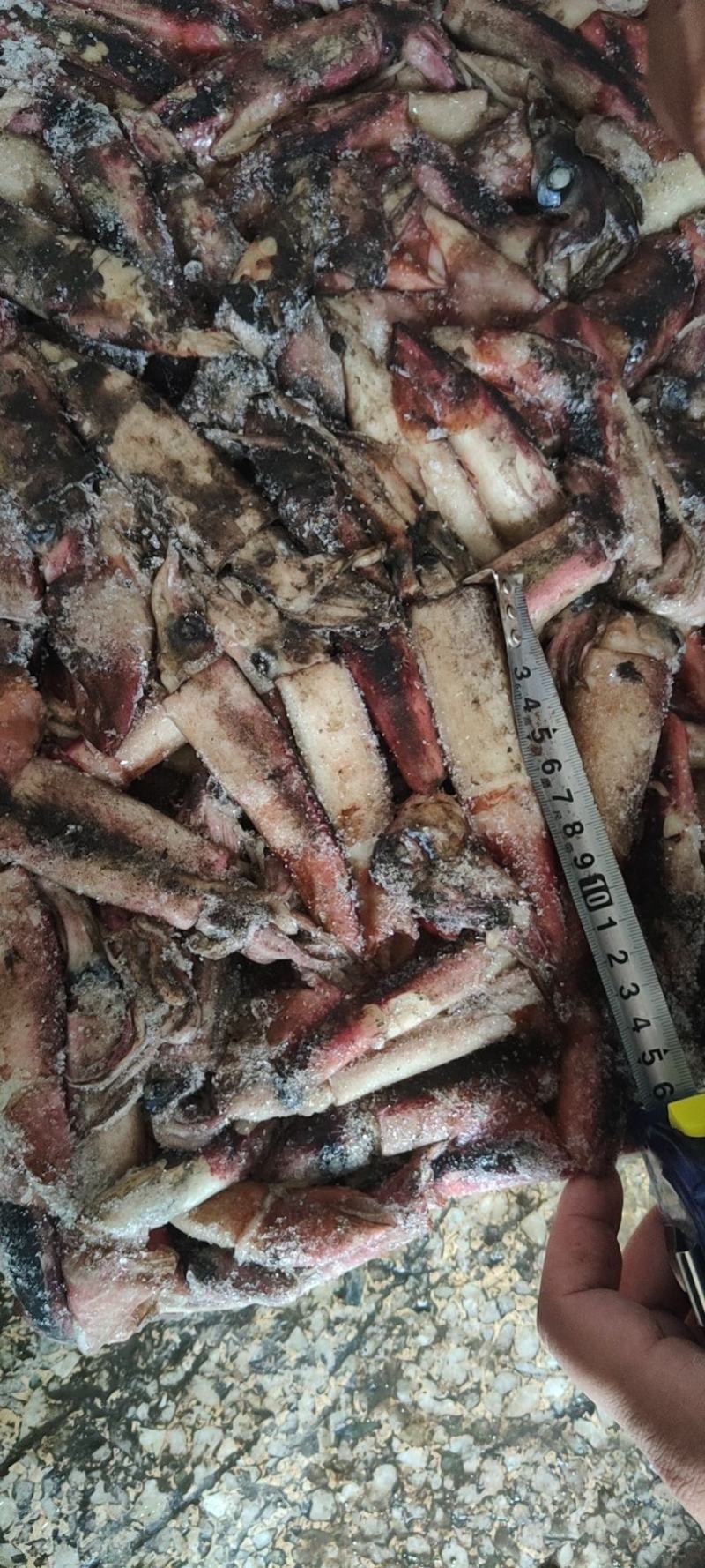 海南小鱿鱼60-100克今年的新货质量没的说