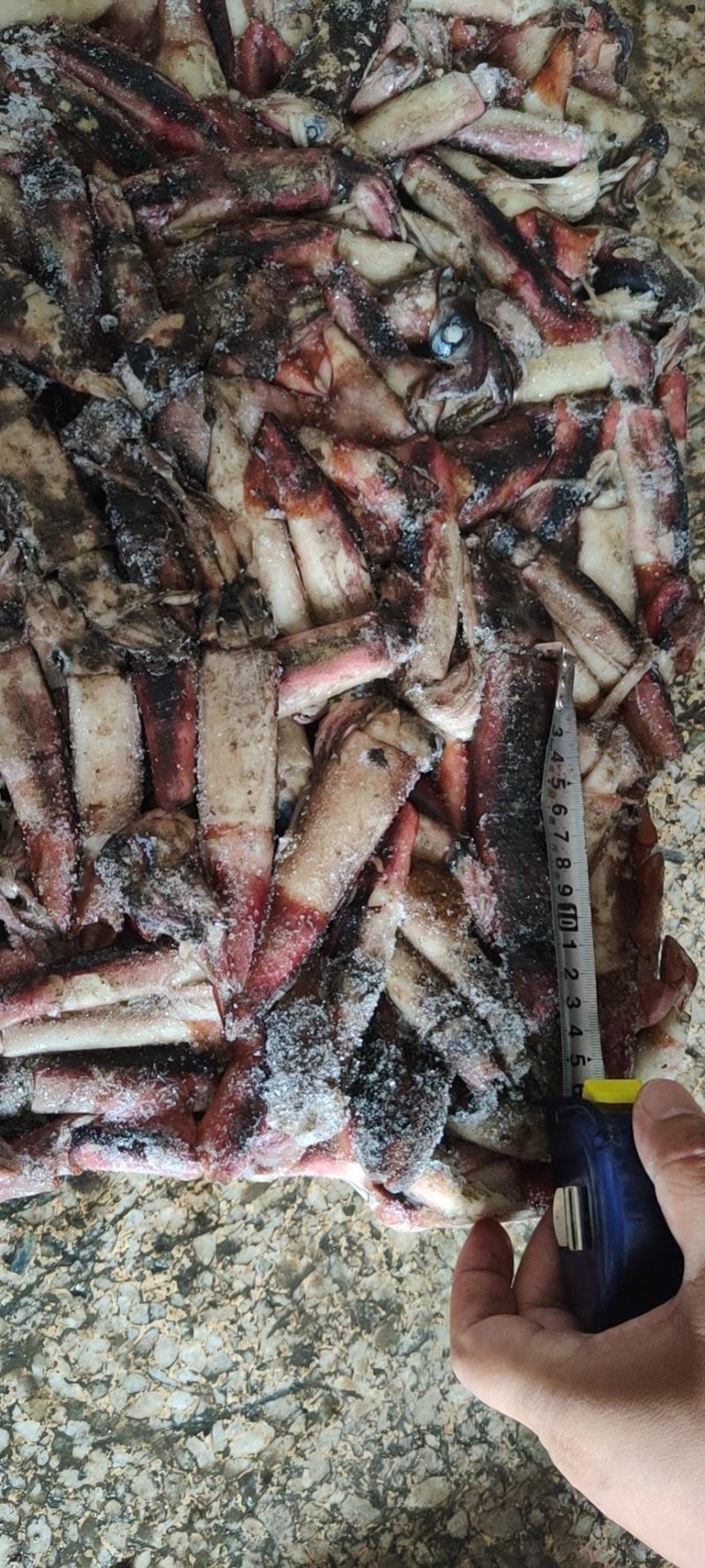 海南小鱿鱼60-100克今年的新货质量没的说