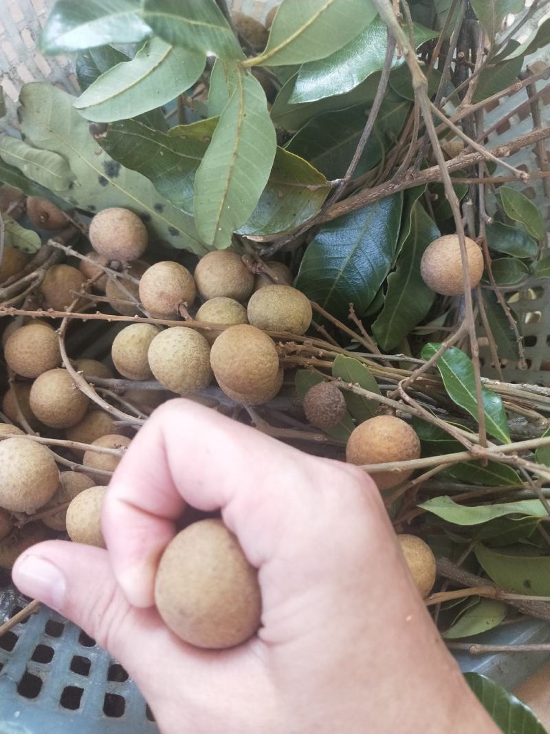 海南沙地种植石夹龙眼特甜肉厚果仁小
