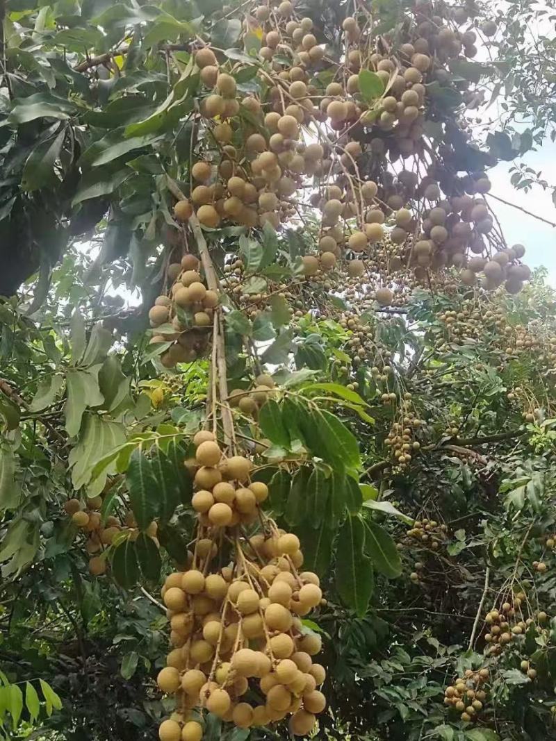 海南沙地种植石夹龙眼特甜肉厚果仁小