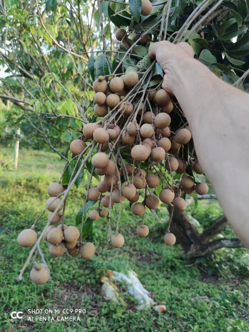 海南沙地种植石夹龙眼特甜肉厚果仁小