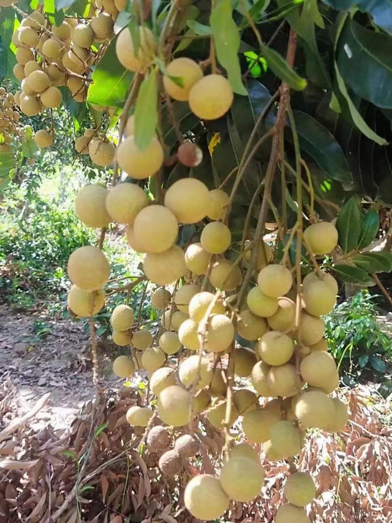 海南沙地种植石夹龙眼特甜肉厚果仁小
