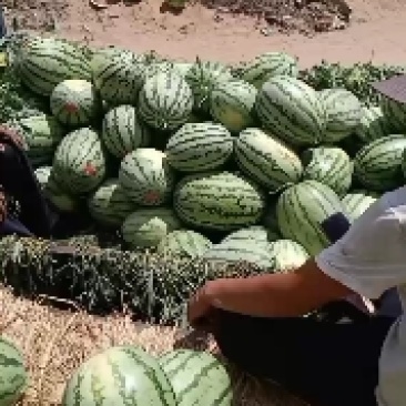 最优质的服务，为客户找诚心的货西瓜