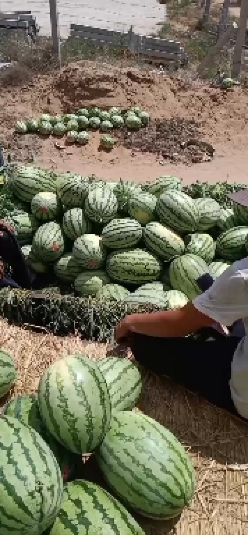 最优质的服务，为客户找诚心的货西瓜