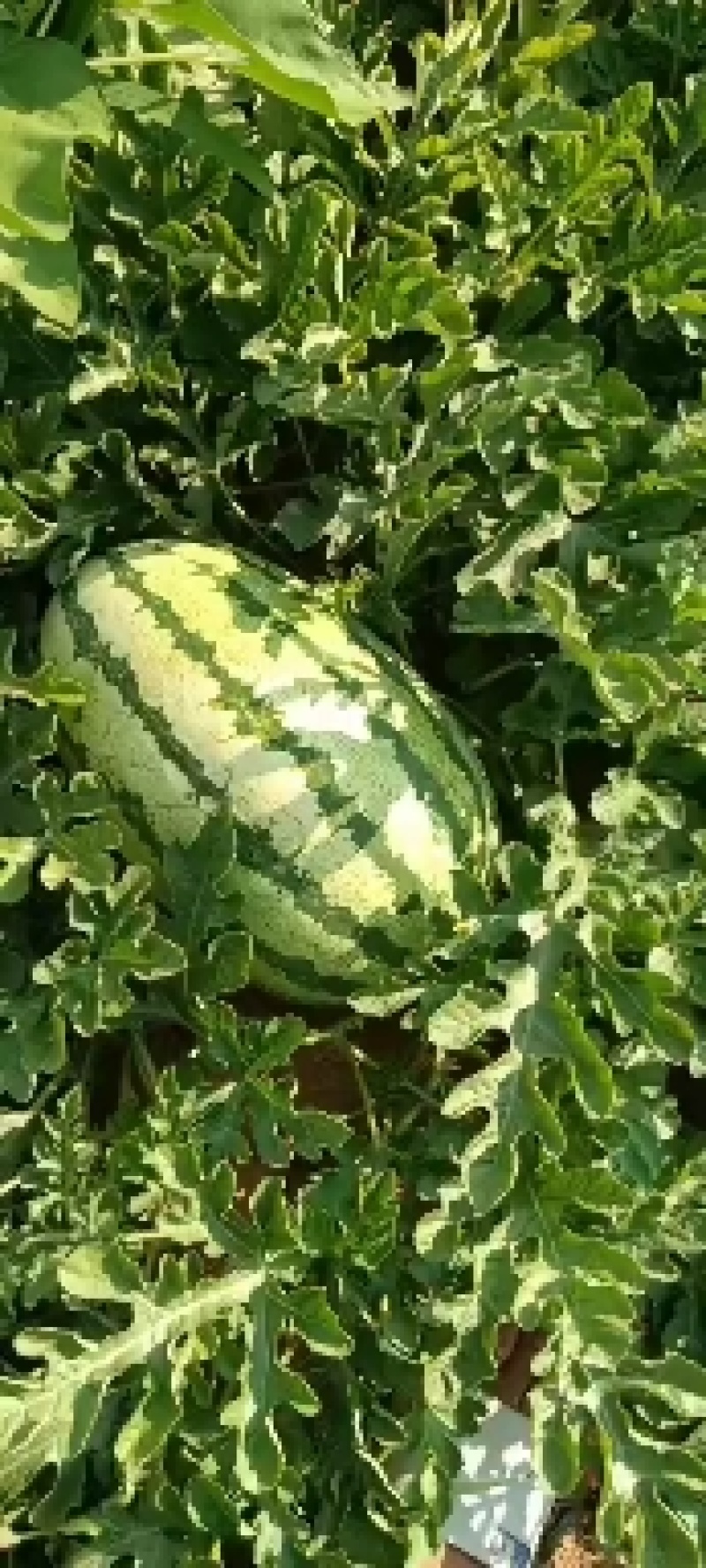 陕北沙漠西瓜瓜好瓜甜口感特别棒