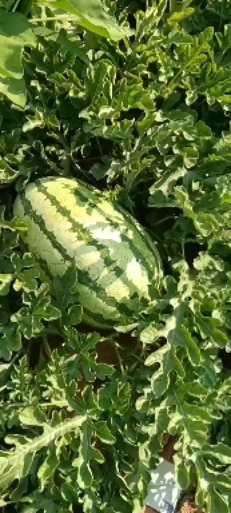 陕北沙漠西瓜瓜好瓜甜口感特别棒